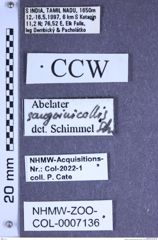 Etiketten zu Abelater sanguinicollis (Schwarz, 1902) (NHMW-ZOO-COL-0007136)